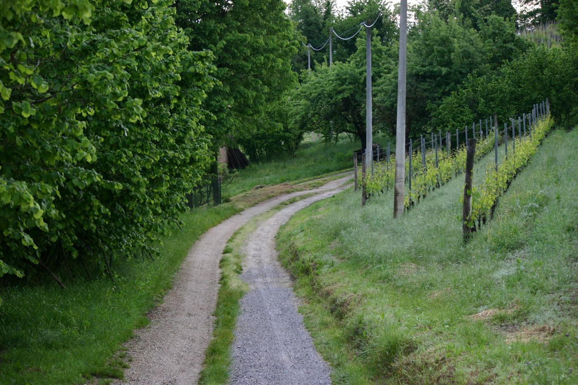 Cascina La Corte Neive Dış mekan fotoğraf