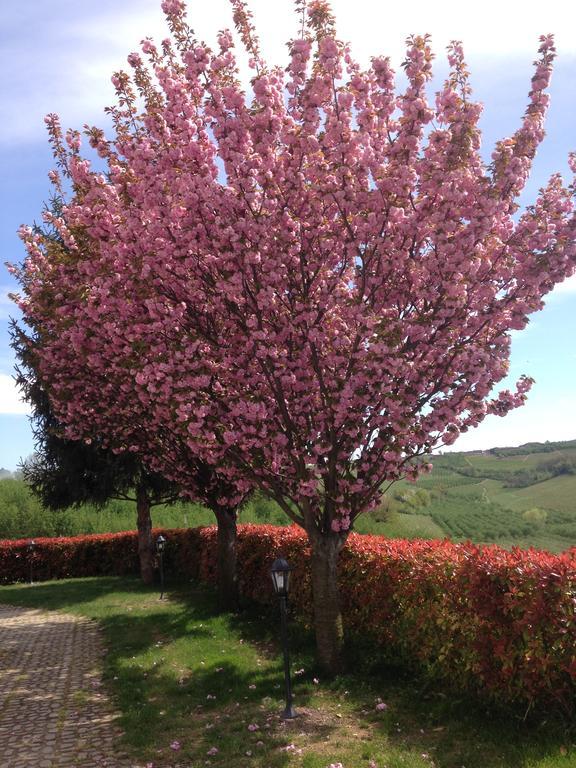 Cascina La Corte Neive Dış mekan fotoğraf